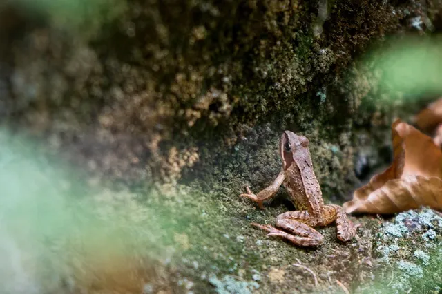 amphibians bullfrogs 1600x1200 wallpaper Art HD Wallpaper